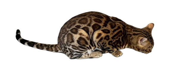 Designer (28).png