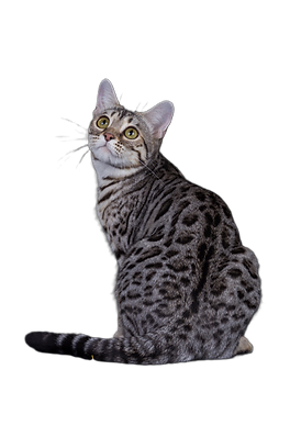 Jade transparent 4.png