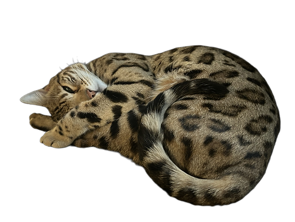 Designer (30).png