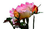 Rio Samba Rose Transparent.png