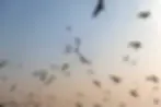 organizational-transformation-birds-flying.webp