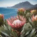 protea-landscape.webp
