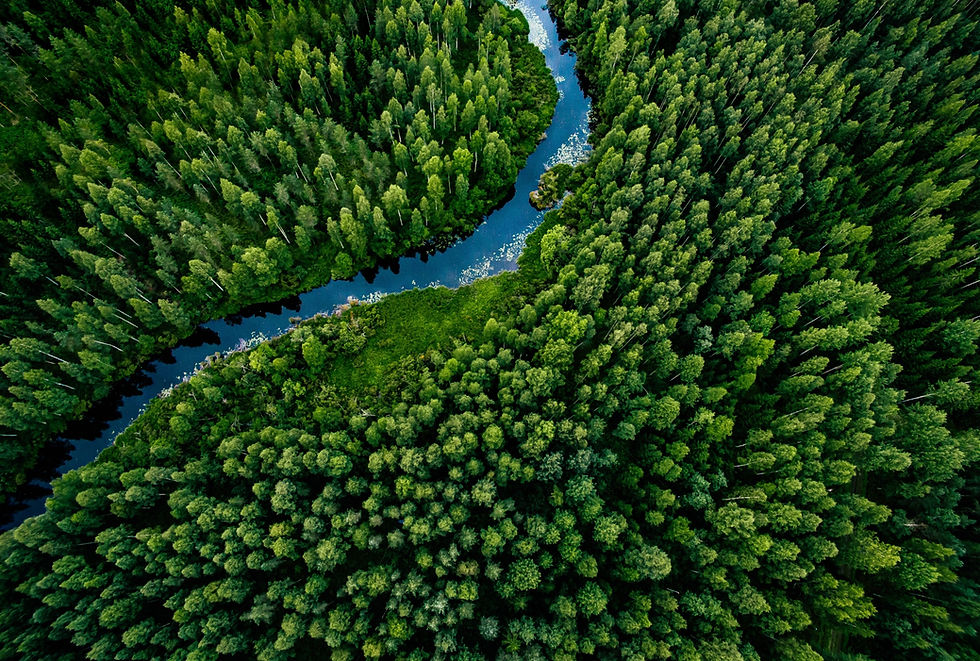 Skog og landskap sett i fugleperspektiv.