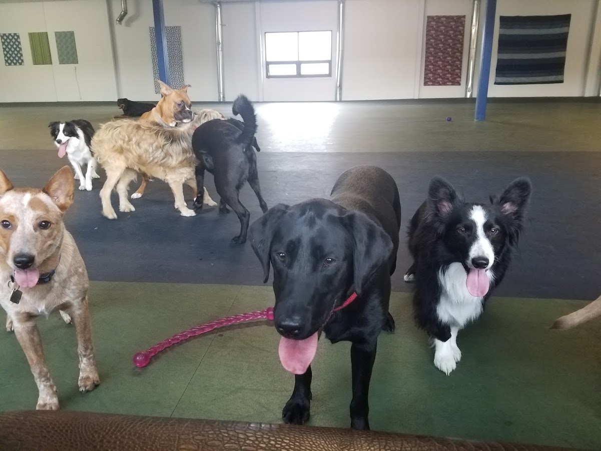 Kalispell The DOG Club