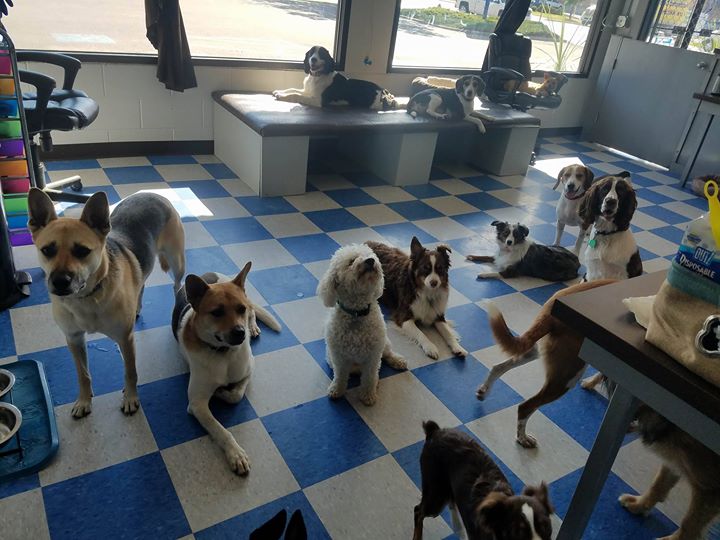 Kalispell The DOG Club