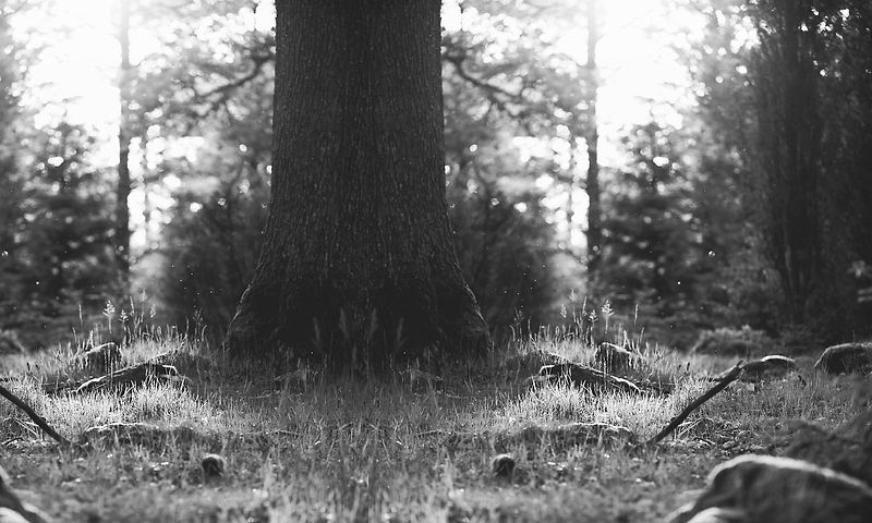 Tree Stump_edited.jpg