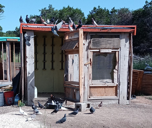 kit loft where roller pigeons stay for flying