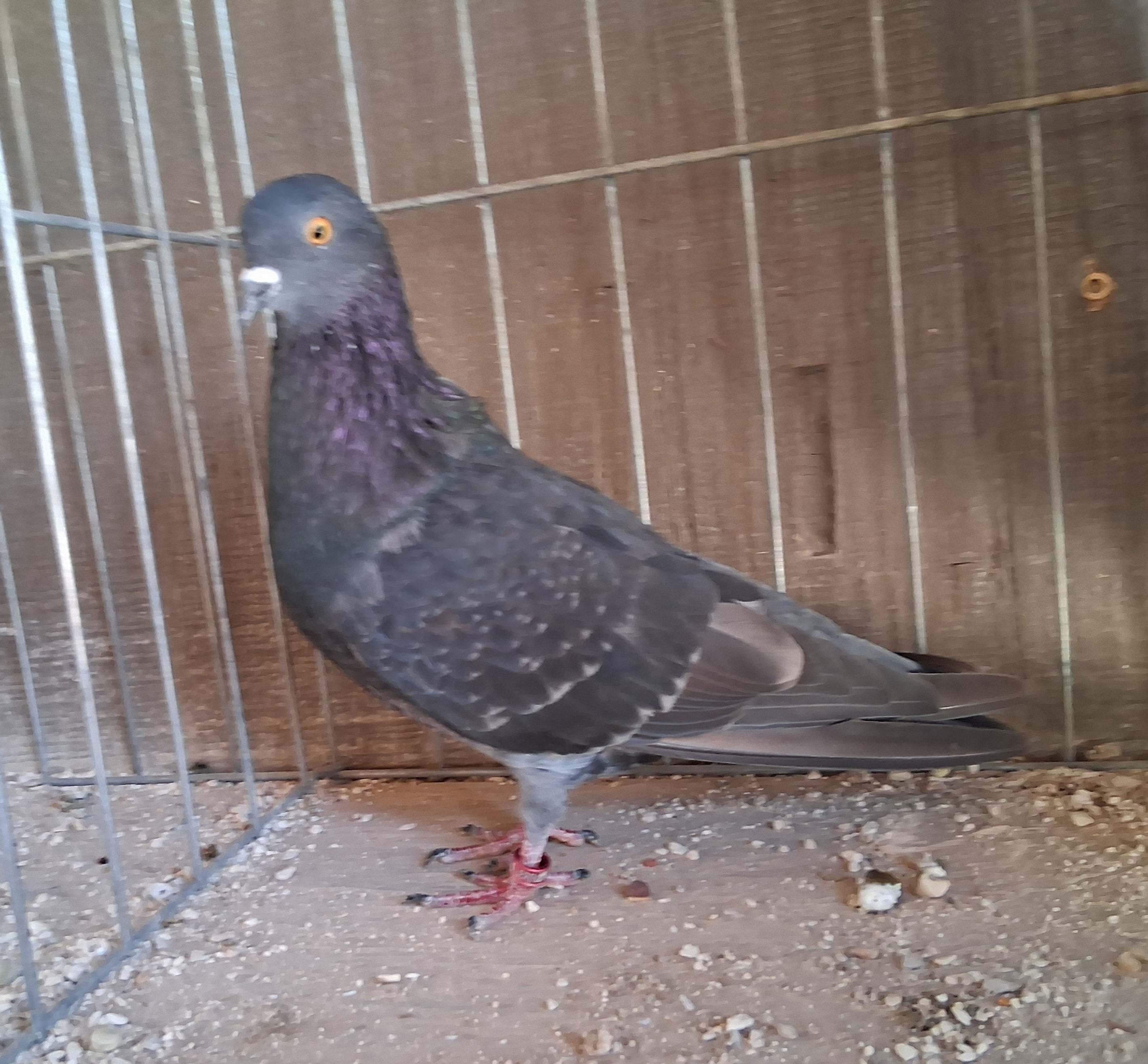 2523 BLUE VELVET BRONZ COCK Y/EYES