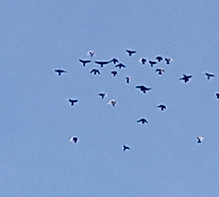 still picture of roller pigeons kitting