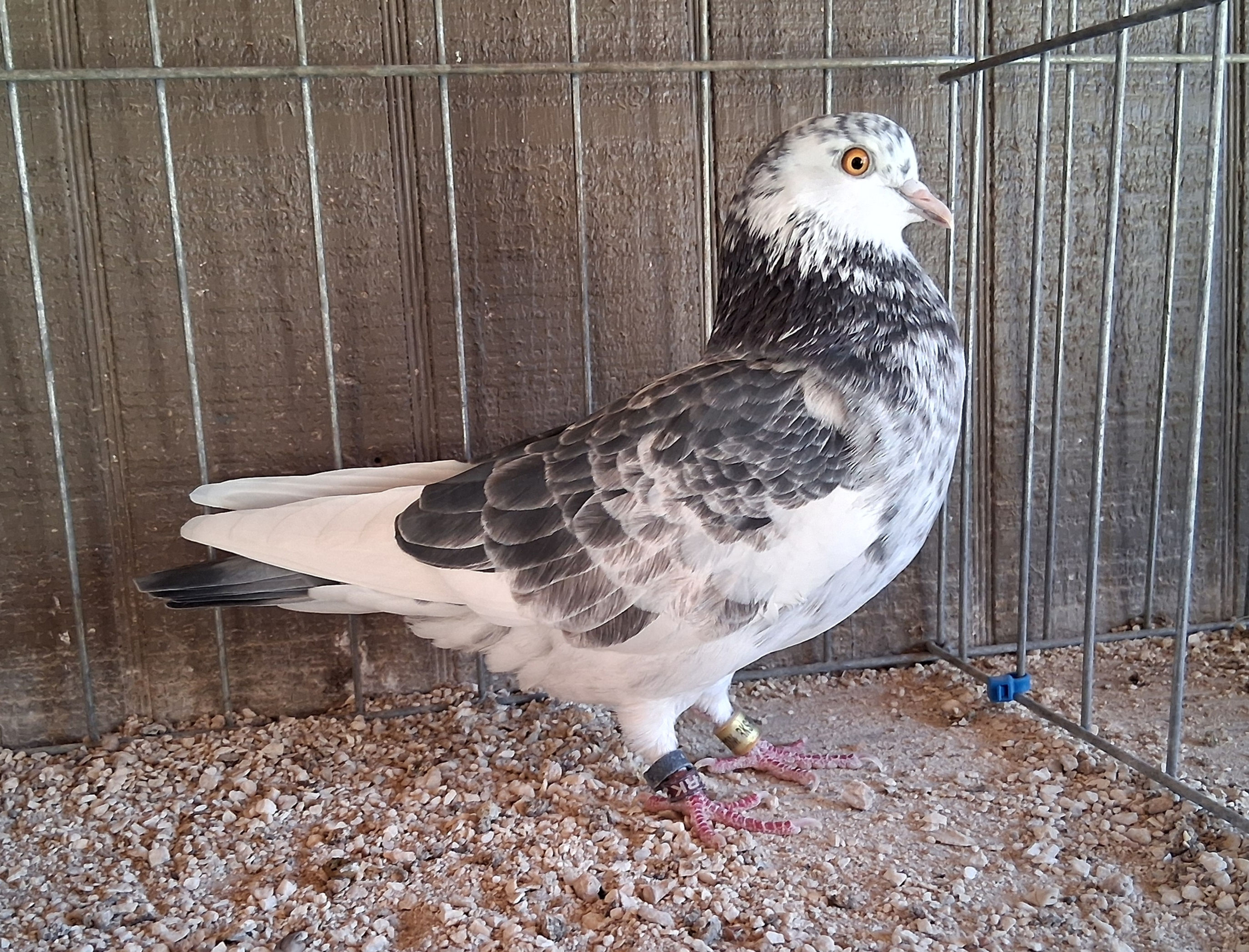 24178 BLUE GRIZ WF HEN Y/OR EYE