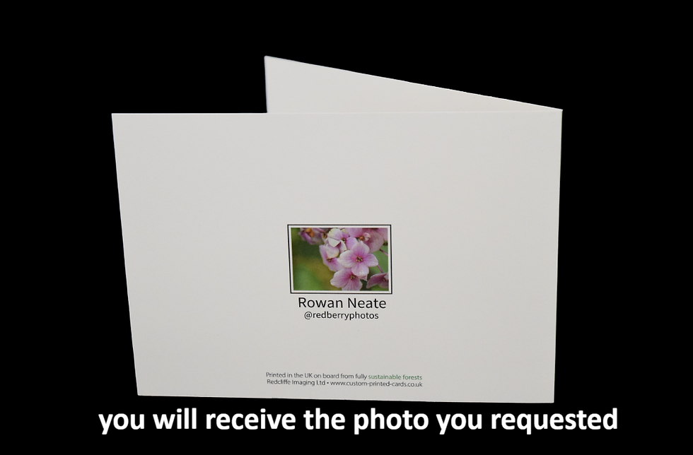 Thumbnail: squirrel 4 greetings card