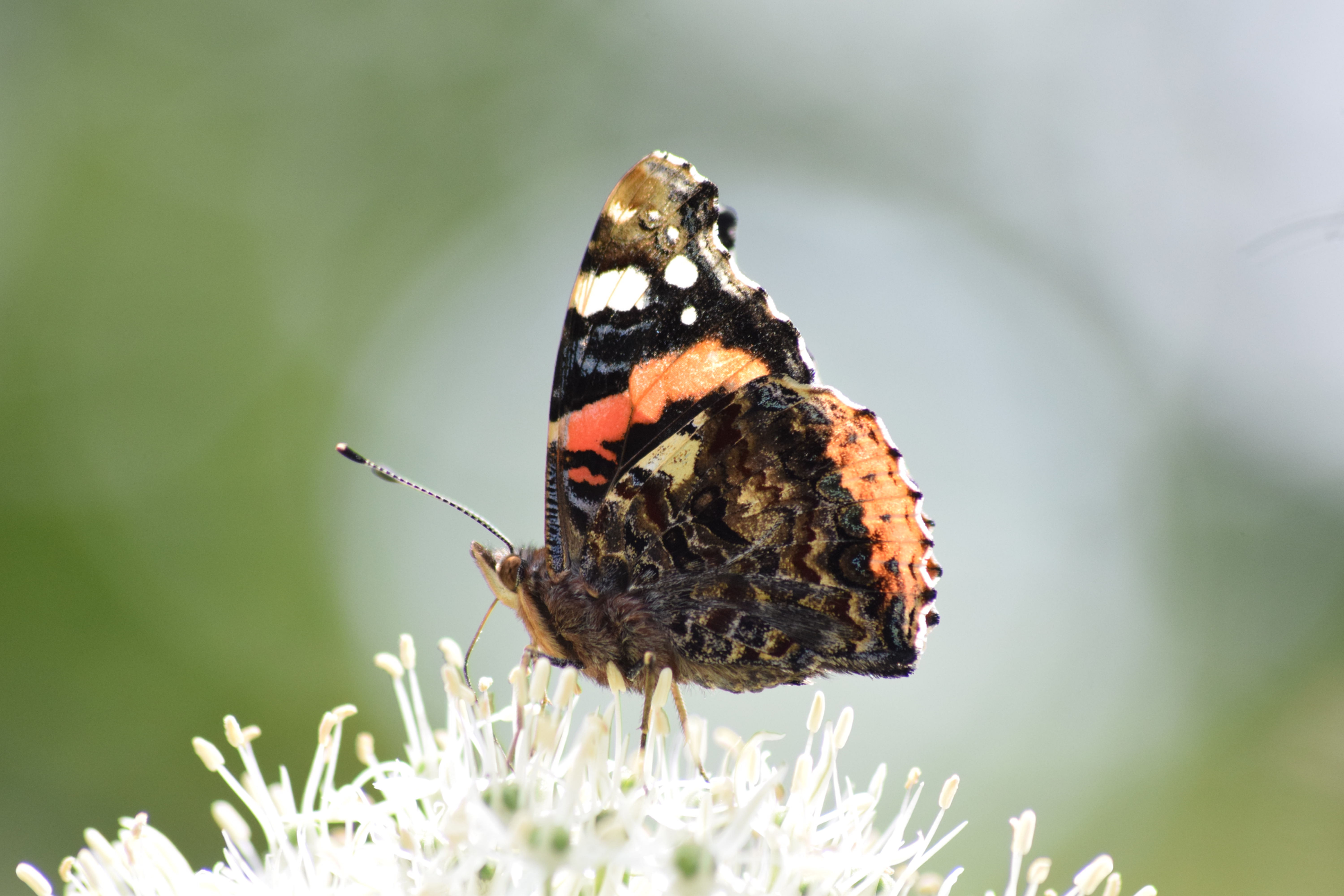 butterfly on stardust 2 A4 Print