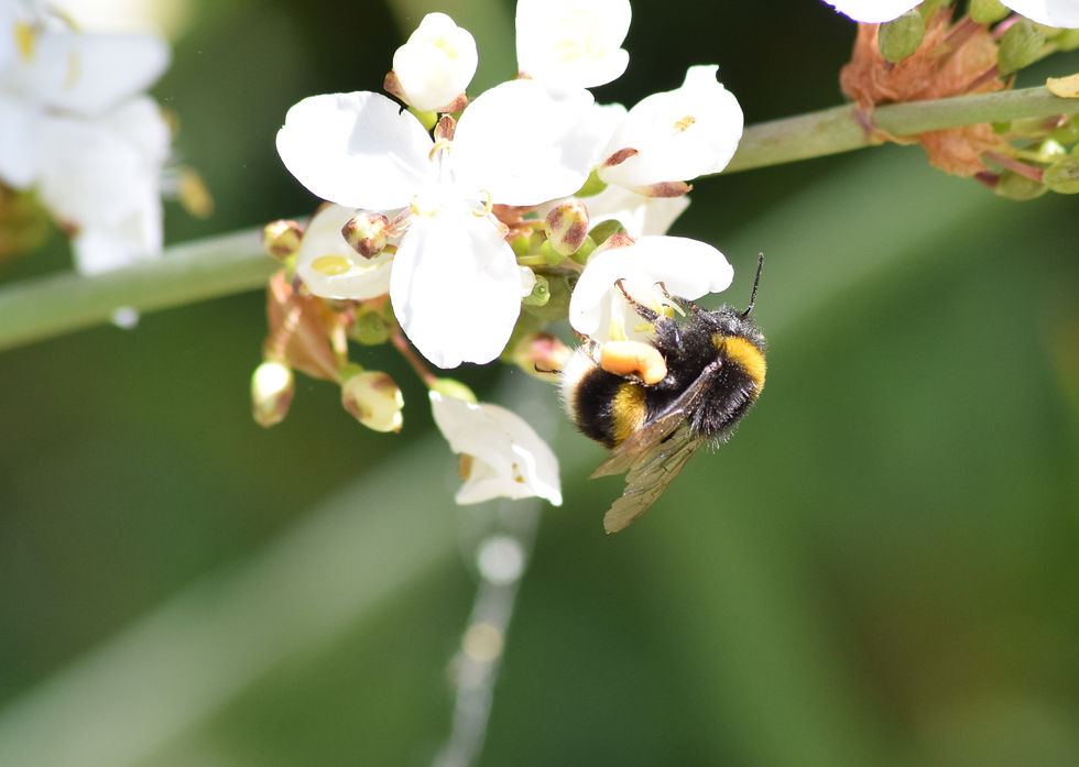Thumbnail: Libertia chilensis Bee 2 Greetings Card