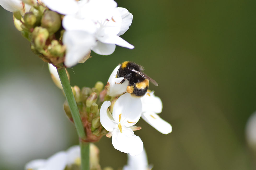 Thumbnail: Libertia chilensis Bee 4 Greetings Card