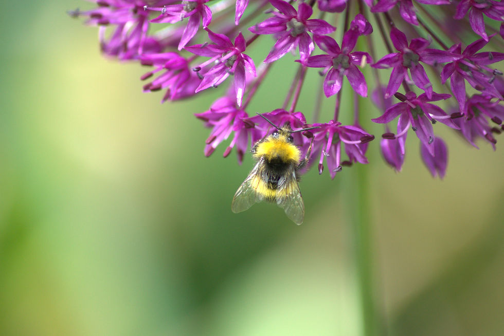 Thumbnail: Allium bee Greetings Card
