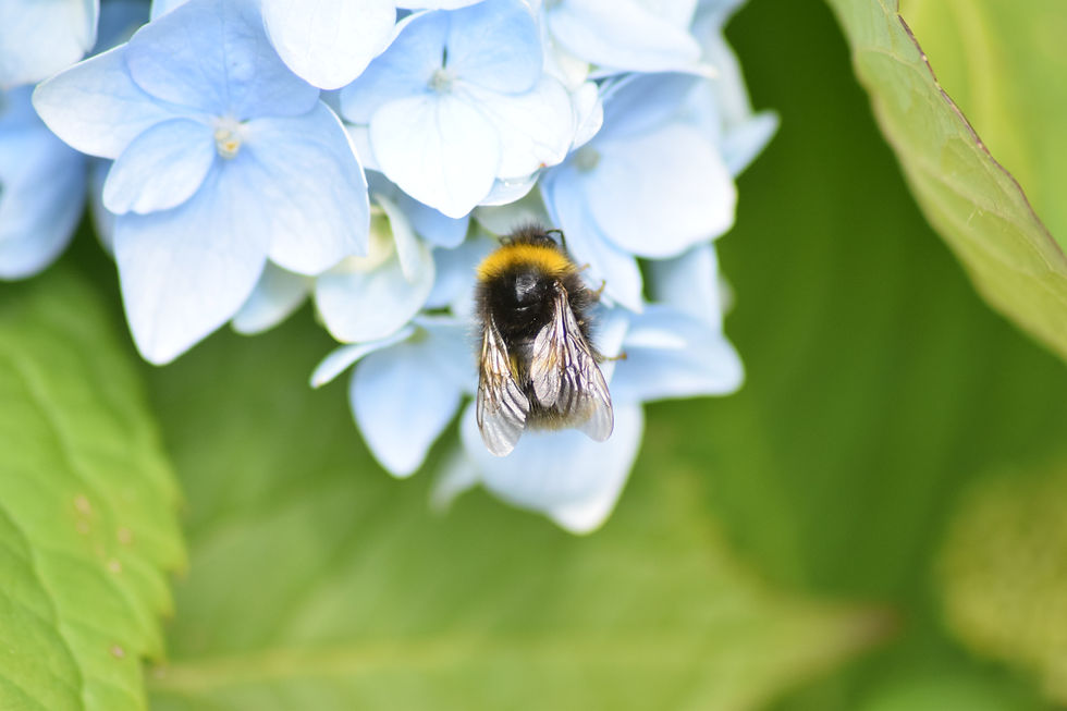 Thumbnail: forget "bee" not Greeting card