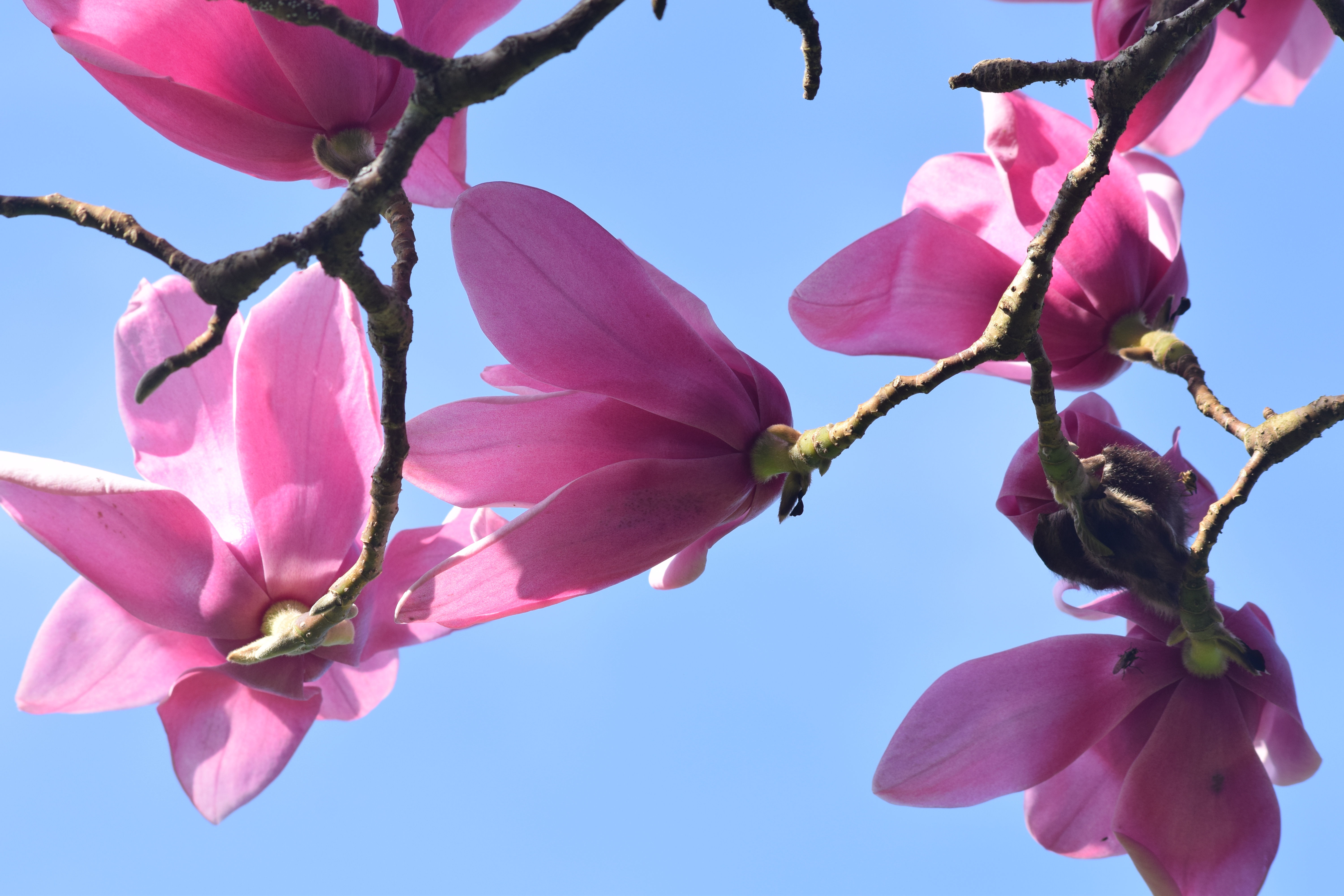 Pink magnolia 1 A4 Print