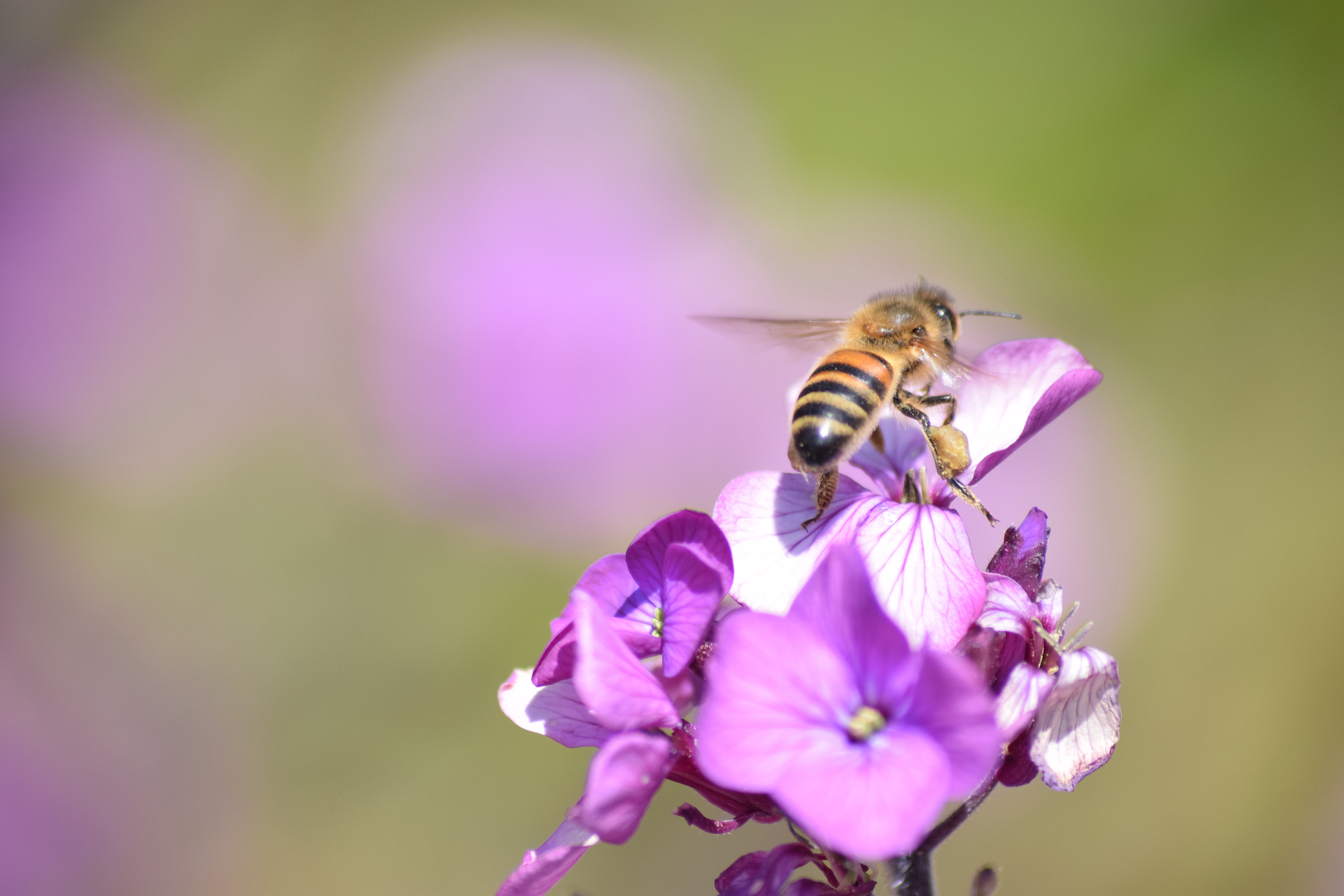 taking off honey bee A4 Print