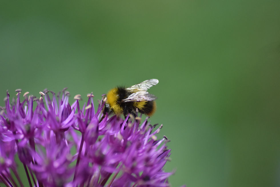 Thumbnail: Allium bee 2 Greetings Card