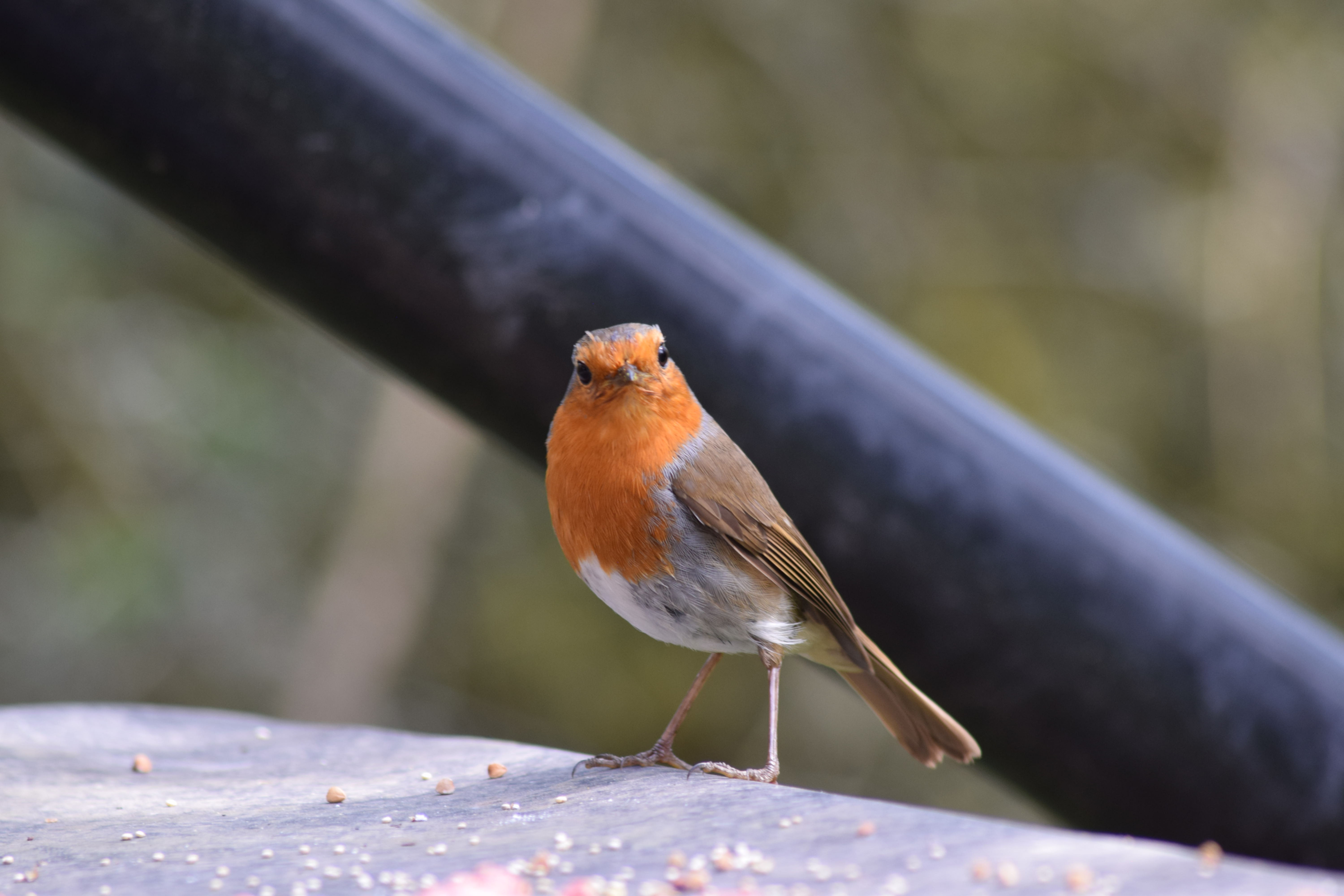 Robin greeting card 8