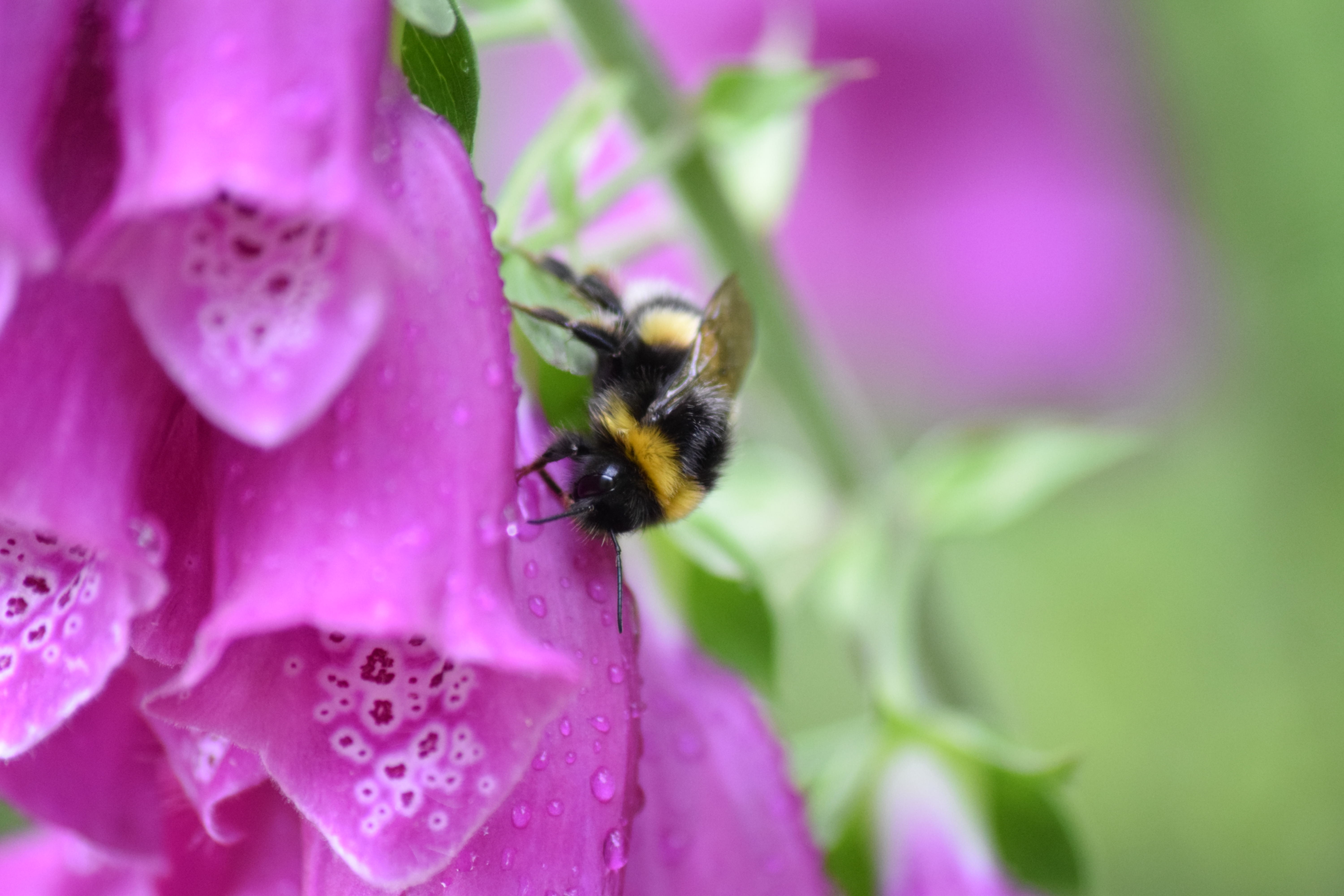 foxglove bee 2 A4 Print