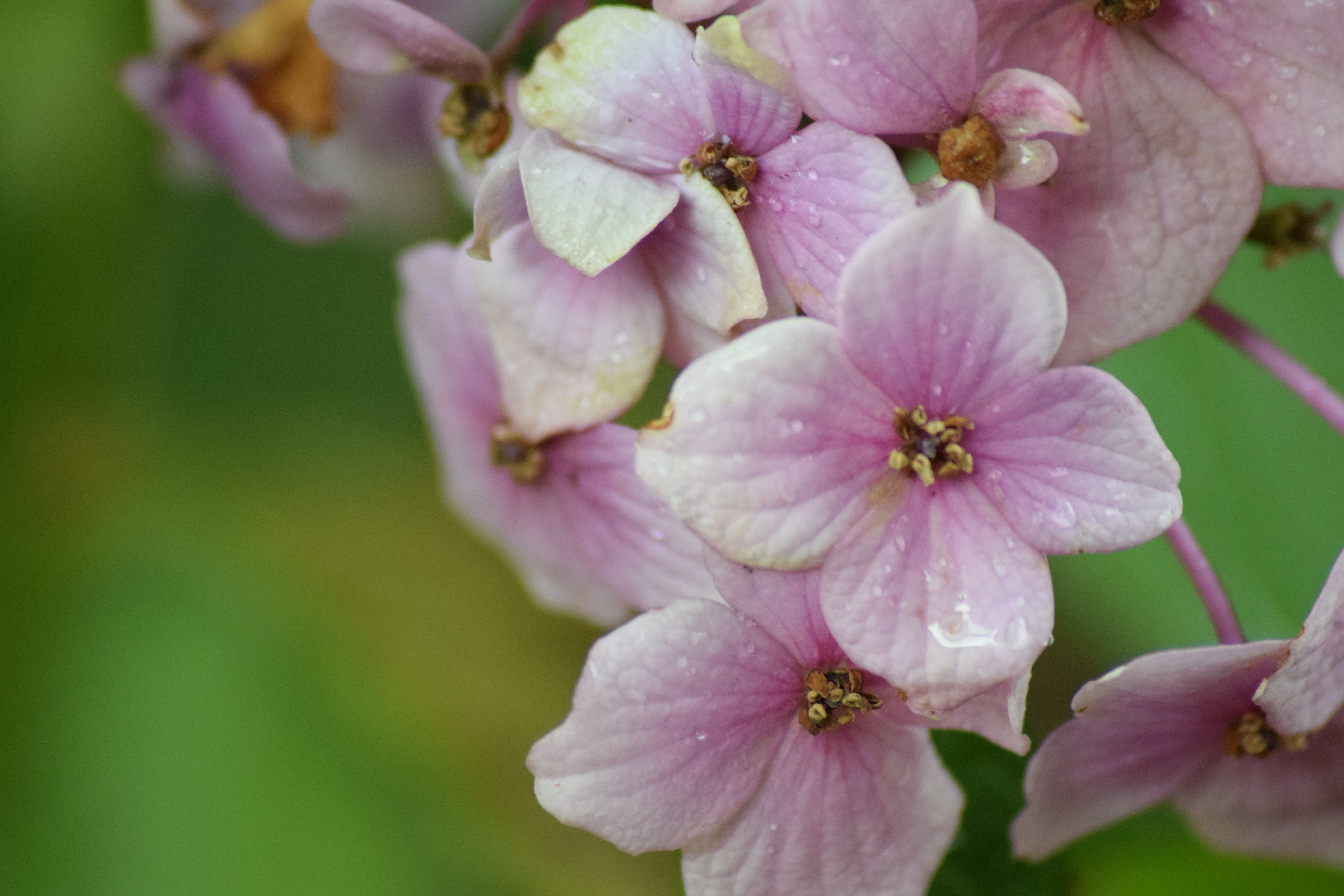 pink flowers greeting card
