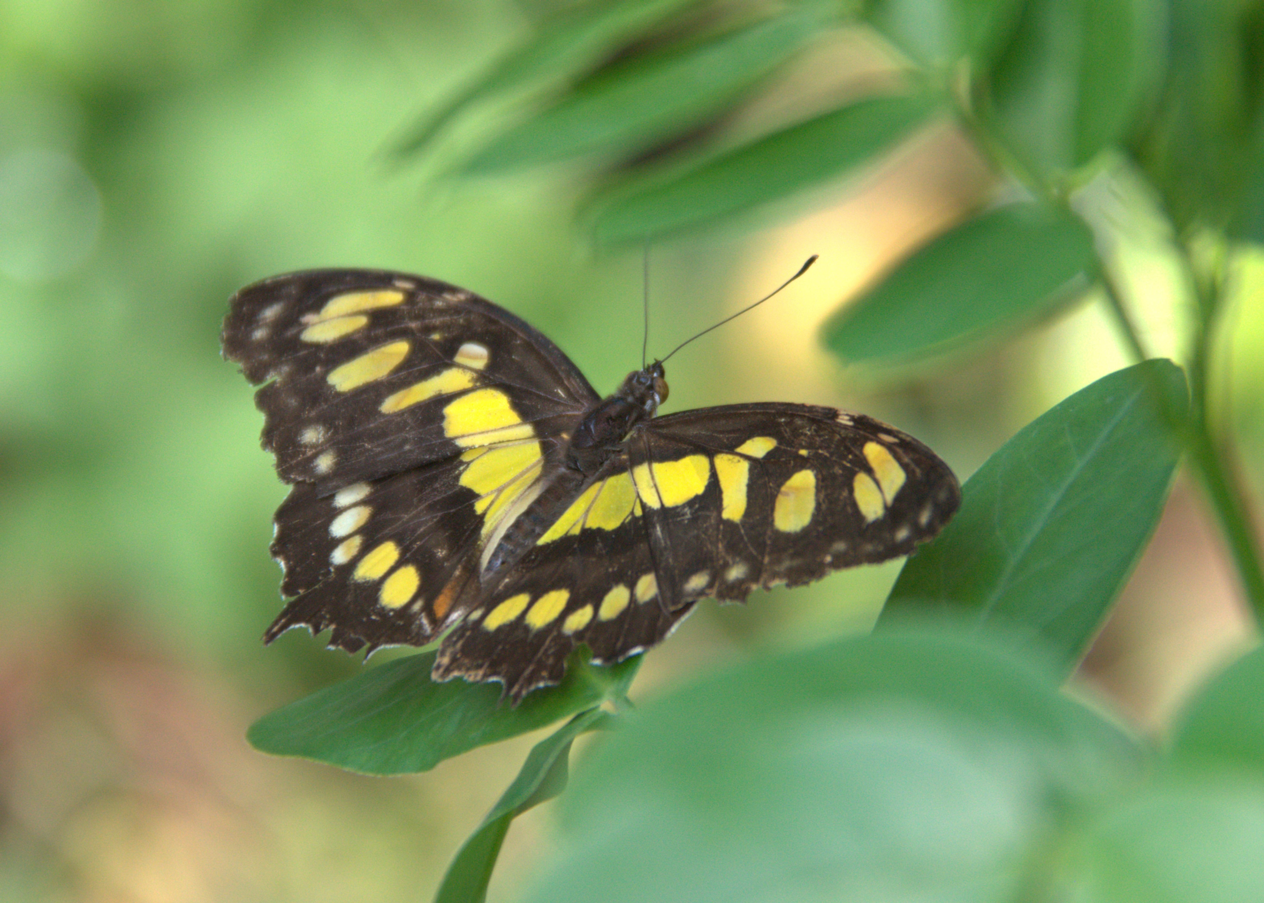 Malachite Butterfly 2 A4 Prints