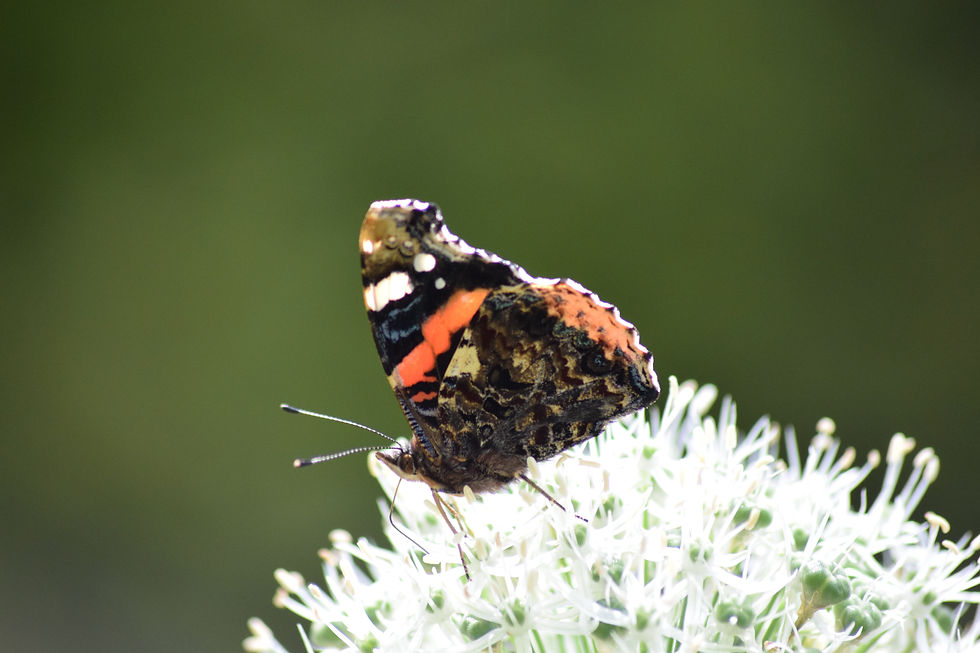 Thumbnail: Butterfly on Stardust 3 Greetings card