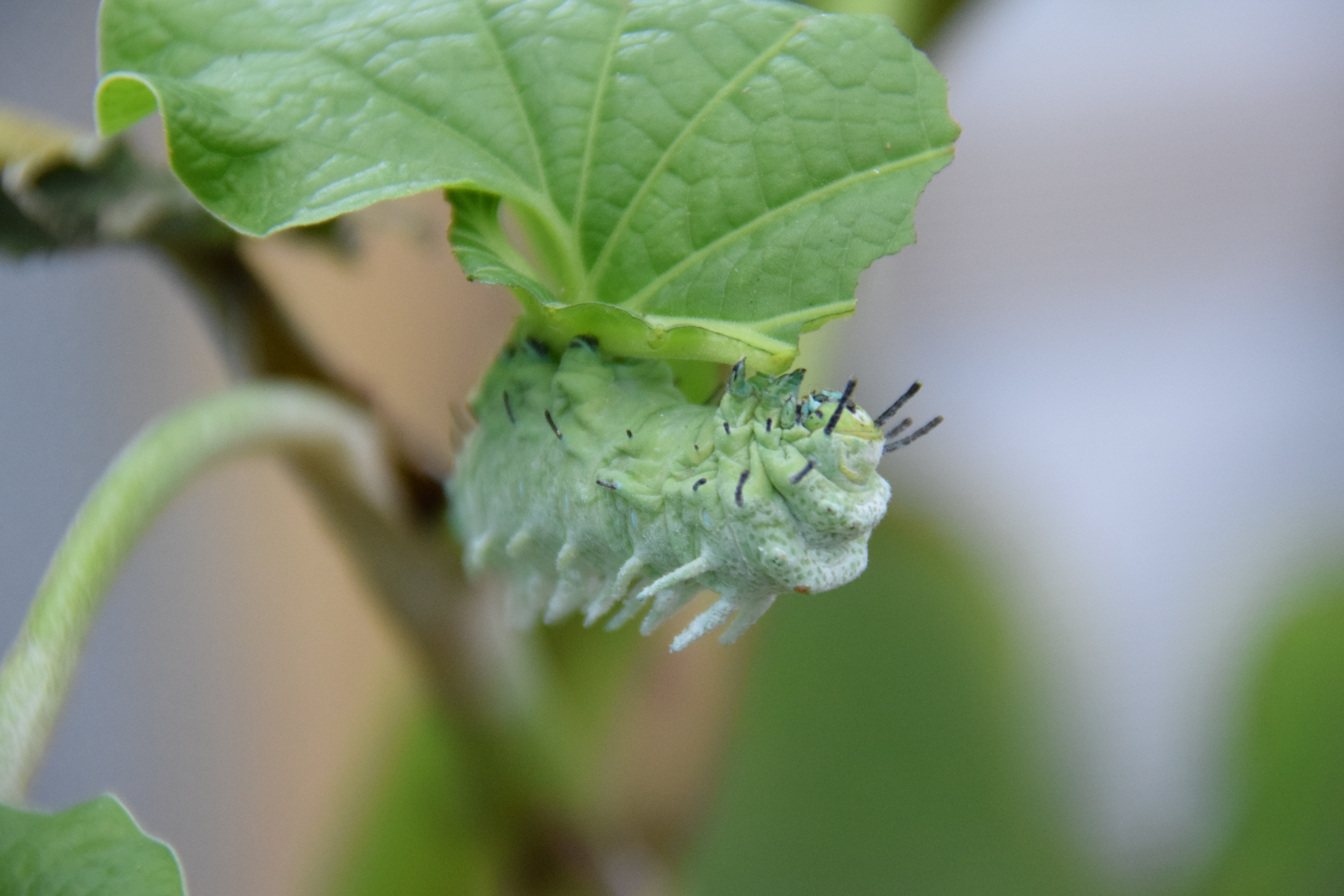 Catapillar 2 A4 Print