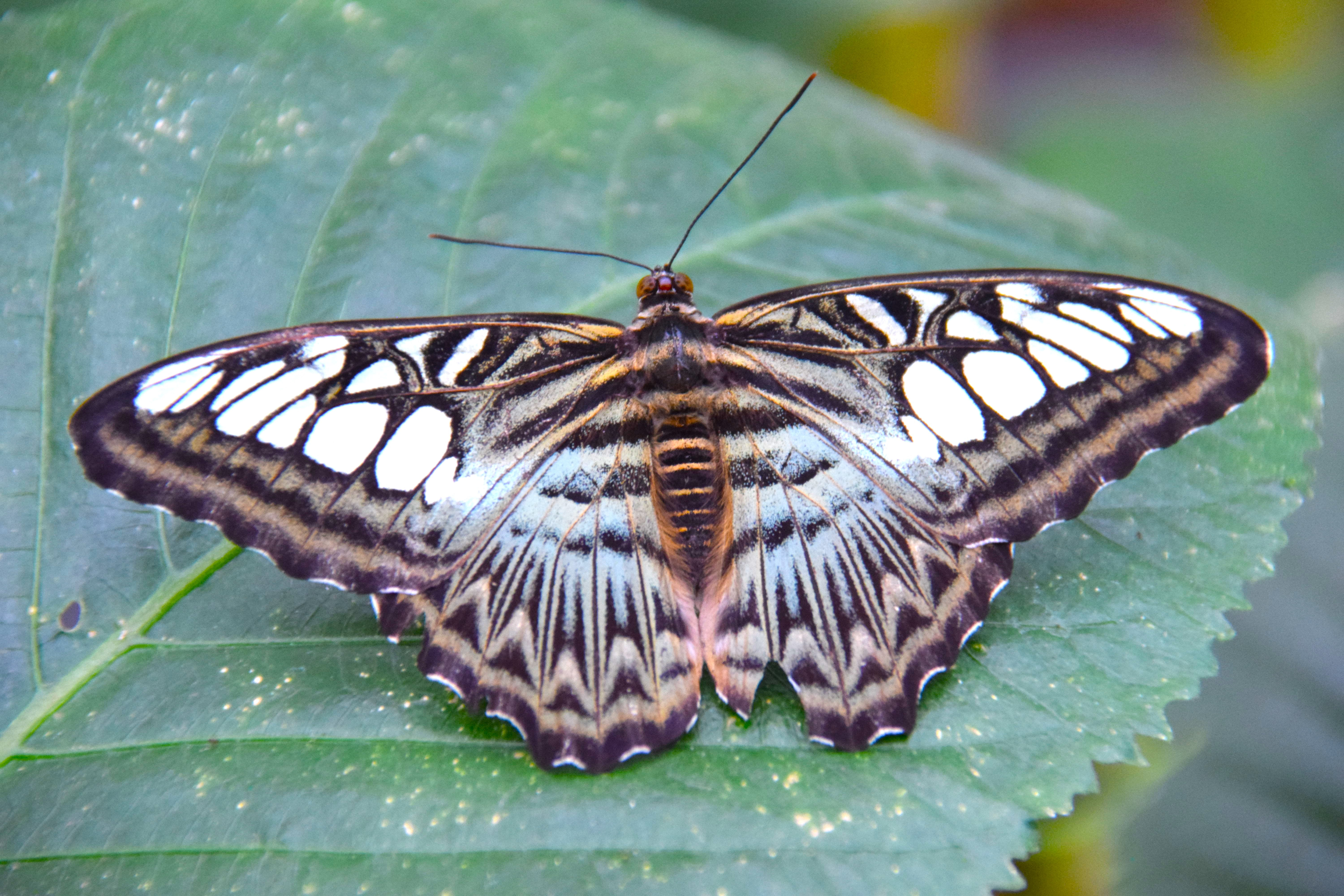 Blue Clipper Butterfly 2 A4 Print