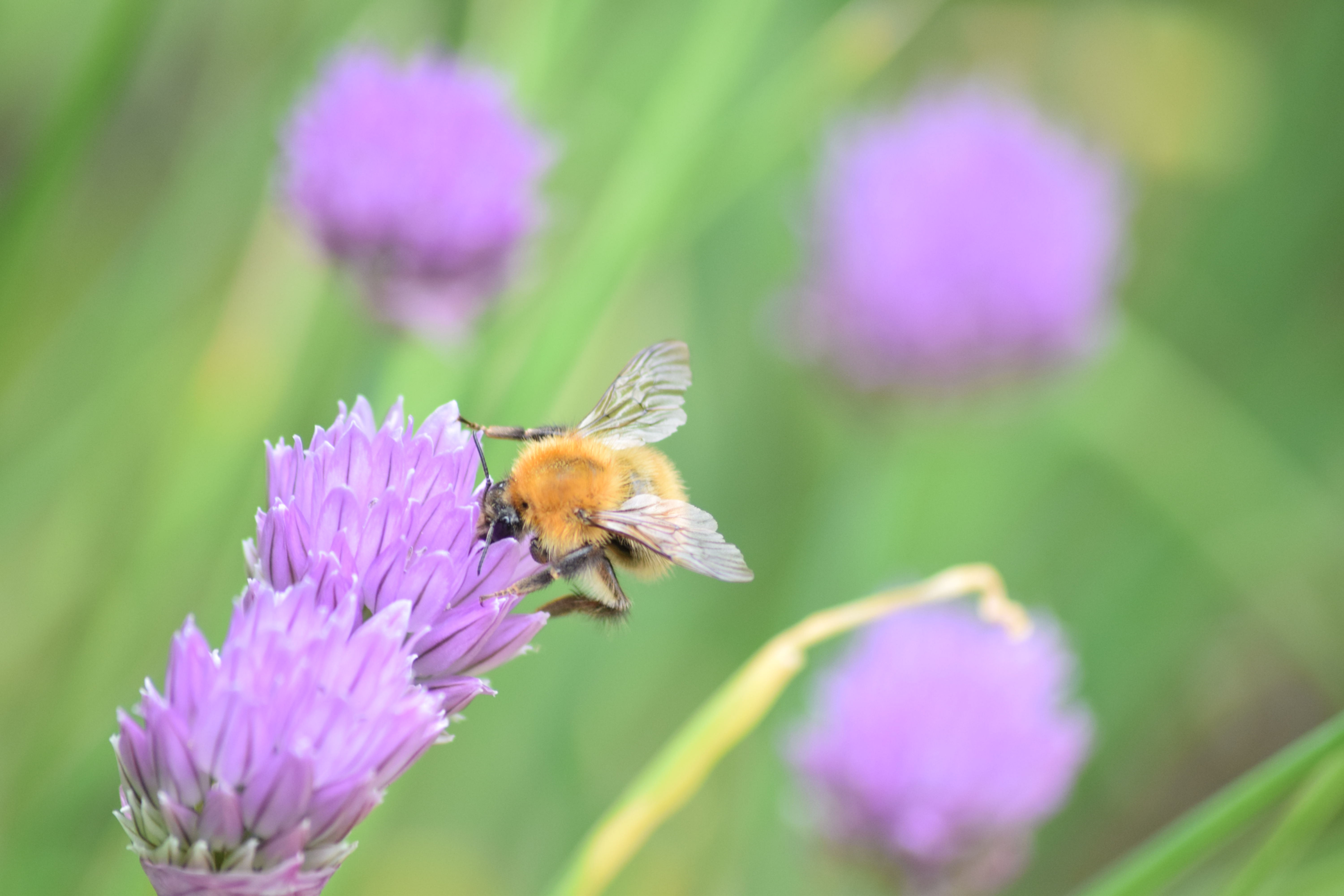chives bee 2 Greeting card