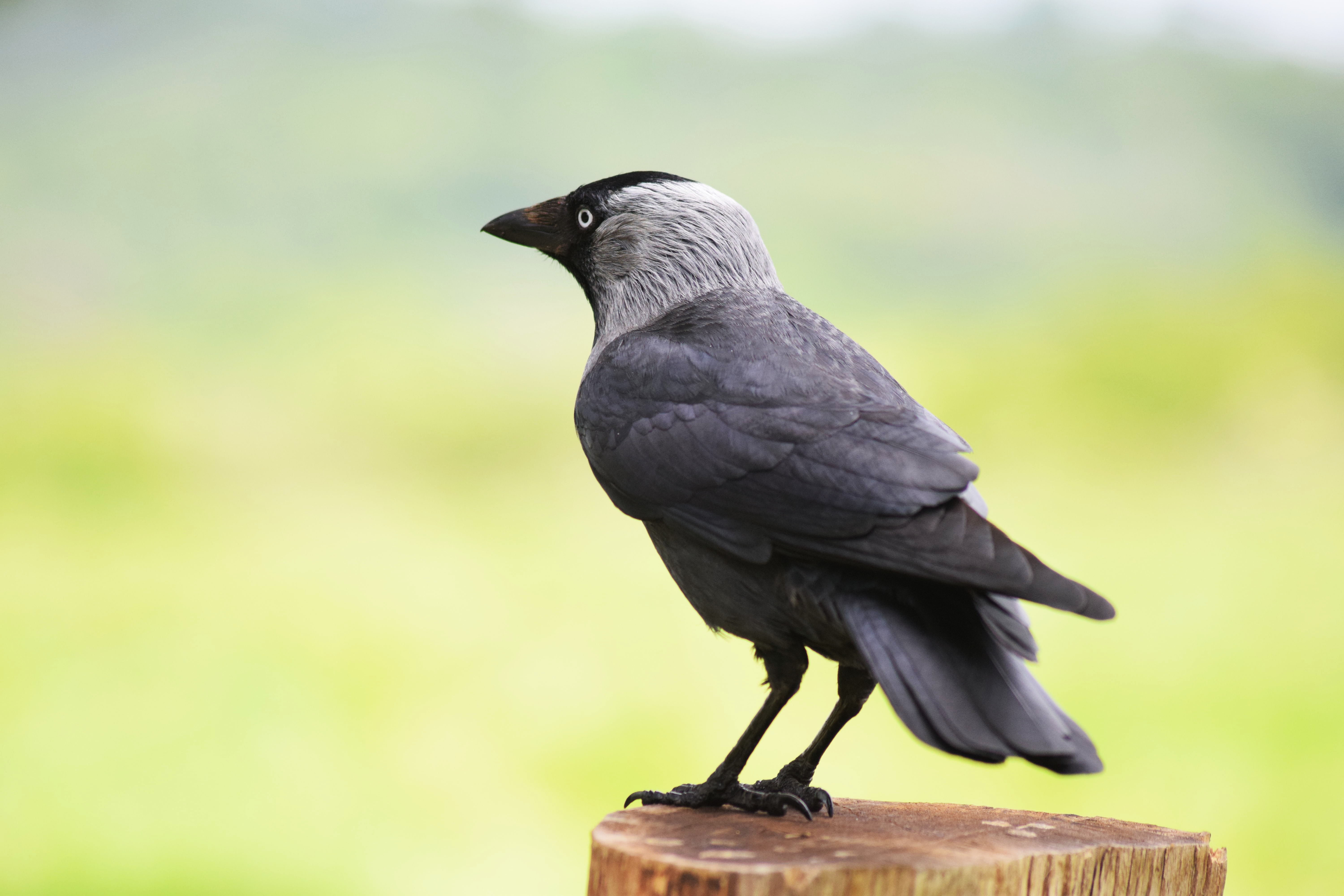Crow 1 Greeting card