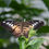Thumbnail: Clipper 2 Butterfly Greetings card