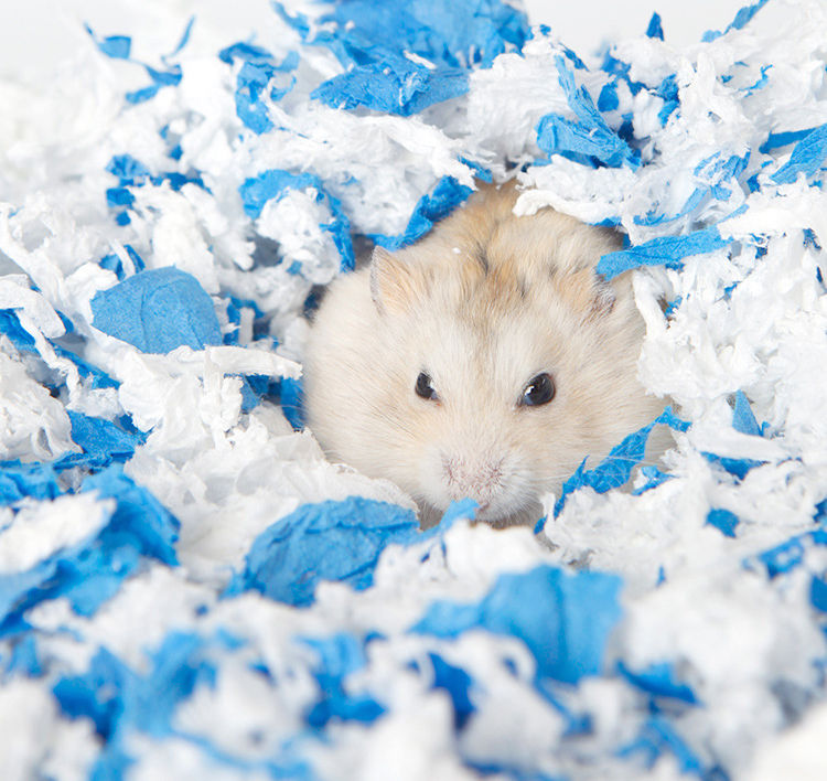 Thumbnail: Bucatstate Hamster Bedding Dust-free Water-absorbing Deodorizing paper cotton