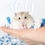 Thumbnail: Bucatstate Hamster Bedding Dust-free Water-absorbing Deodorizing paper cotton