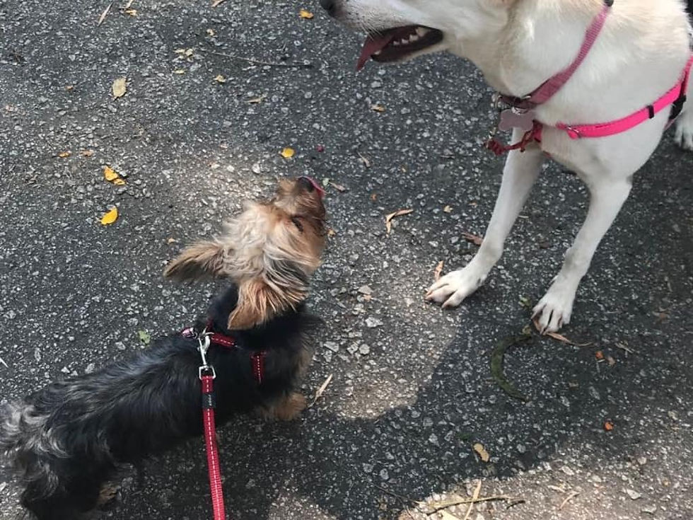 Puppy Training Class
