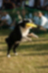 Benji , Dog Frisbee Training