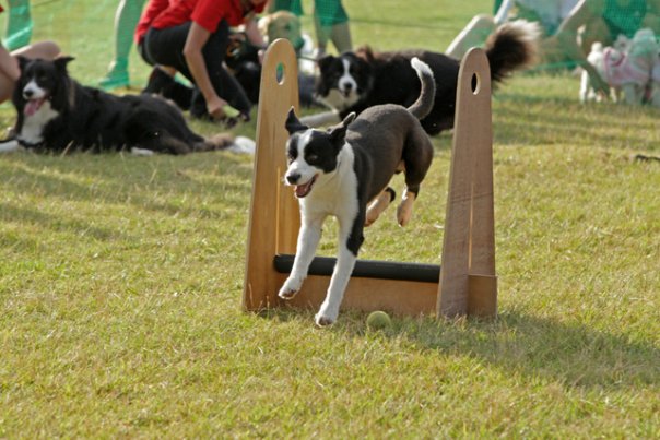flyball dog training near me