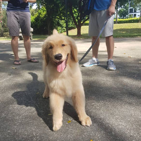 What Should I Do When I First Bring Home A Puppy?