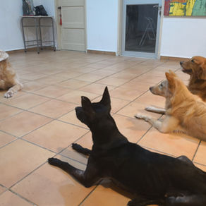 How to manage a multi-dogs household?