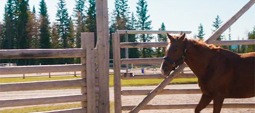 c3186c5f879d9d1d034cdf43f2f924d99cbe87a0.gif