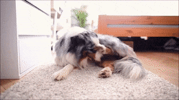 FamousMemorableLeafcutterant-max-1mb.gif
