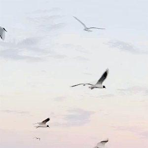 4f18bf593571f05521c67b5053e5380e5096de2a.gif