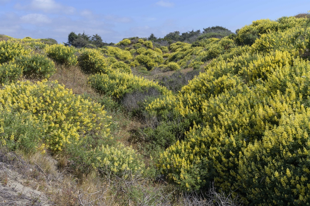 Dunes with Lupine