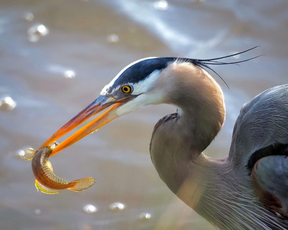 Blue Heron at Arcata Marsh