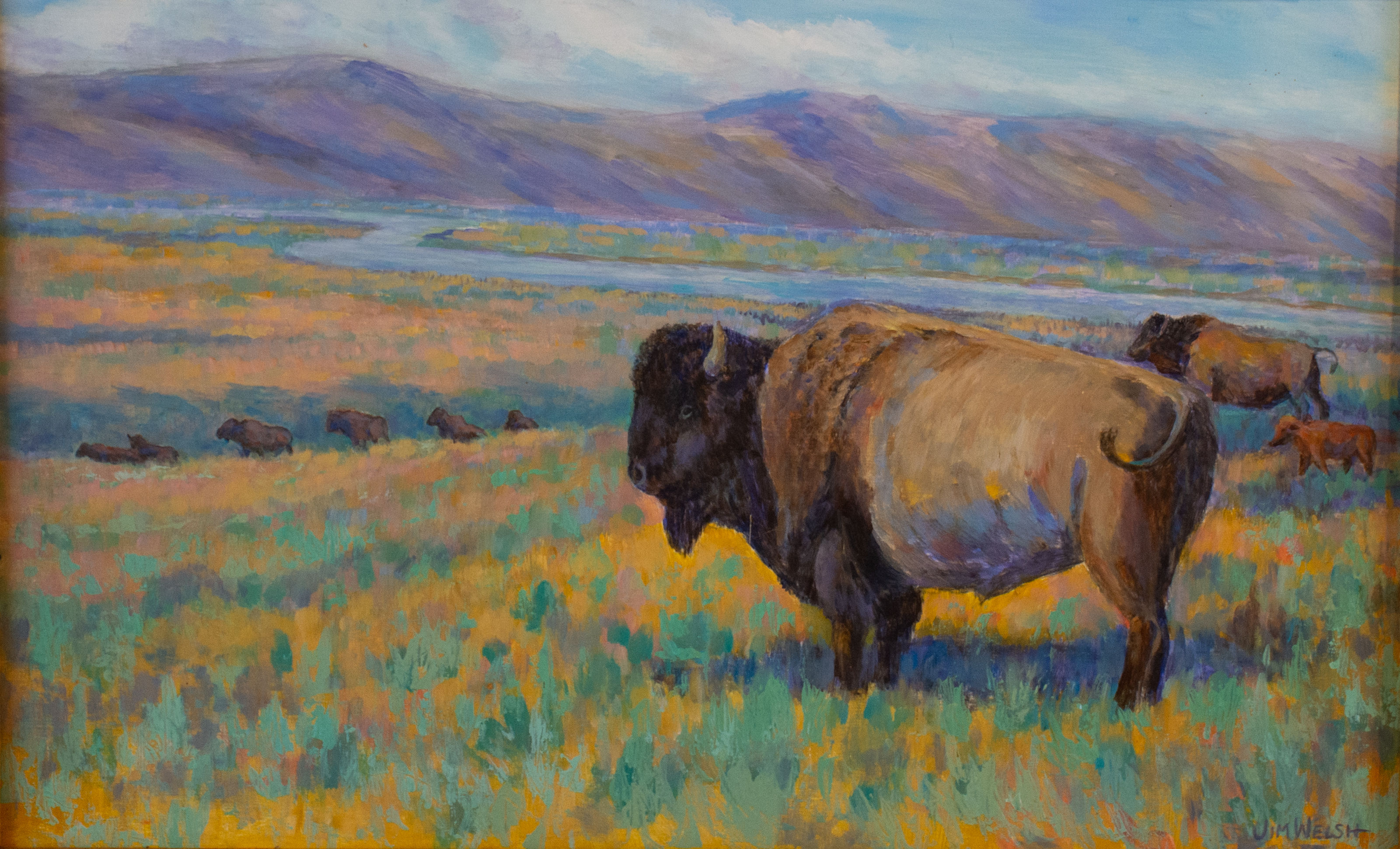 Buffalo - Lamar Valley Yellowstone National Park