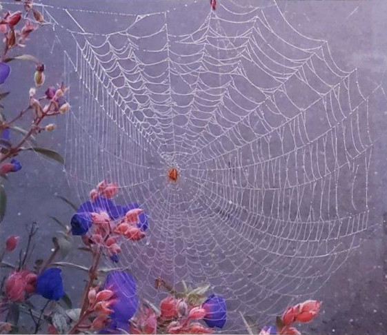 The Industrious Orb Weaver