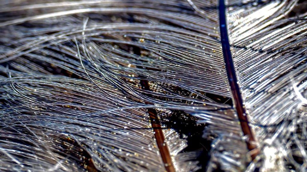 Feathers on the Beach