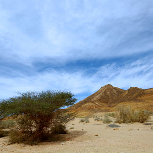 עץ שיטה  ירוק על רקע אדמה צהובה.
