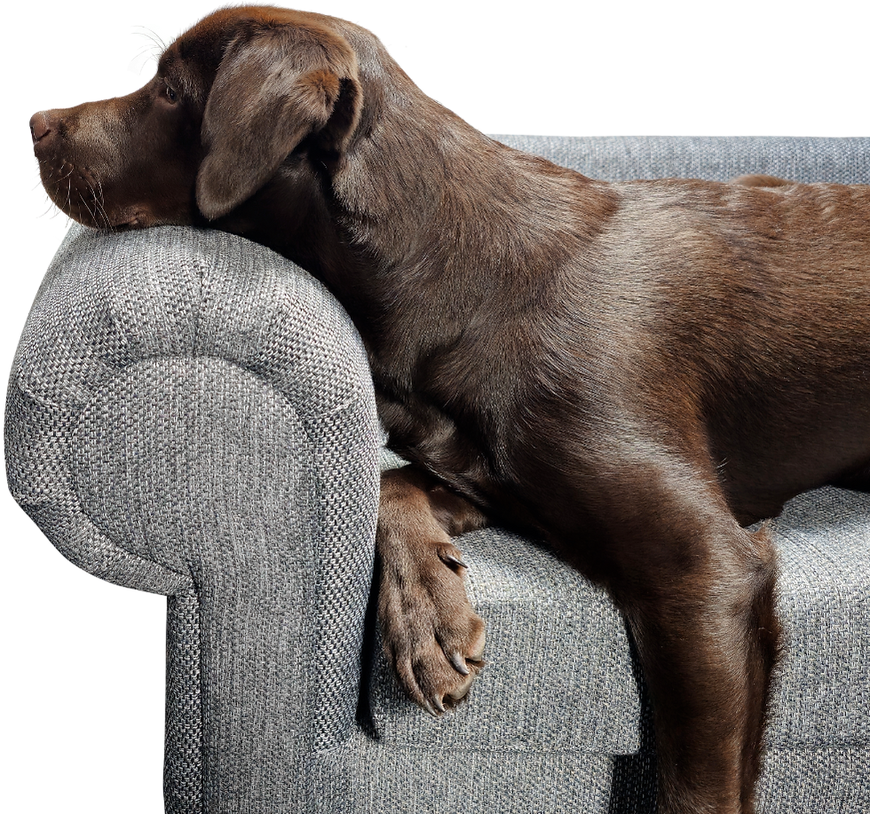 How Moisture and Damp Bedding Affect Your Dog's Health During Monsoon